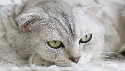 开云官网-友谊赛变友尽赛？伊沃比战约旦上演WWE动作引发两队激烈冲突